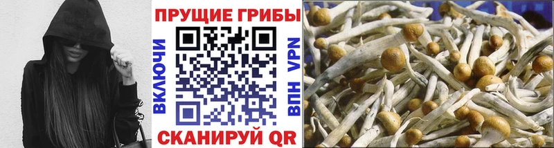 Псилоцибиновые грибы Psilocybe  Лениногорск 